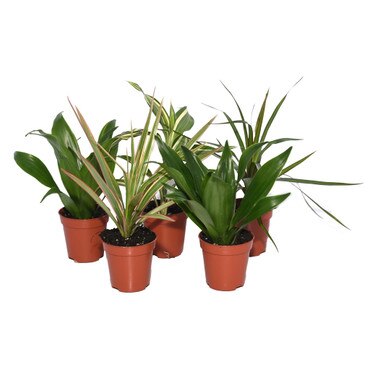 Collection of 5 Dragon Trees